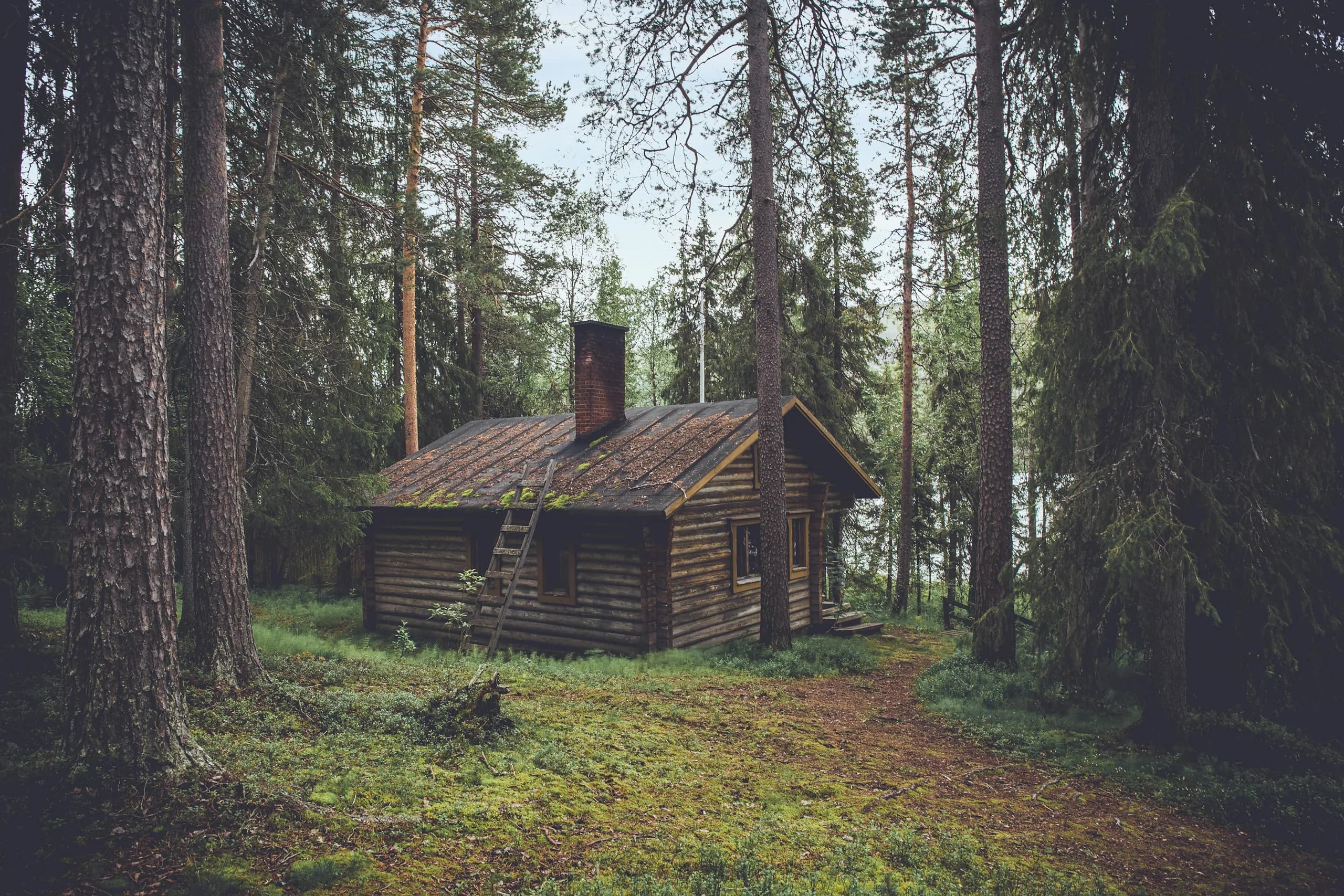 An old log hut standing among tall spruce in a green forest