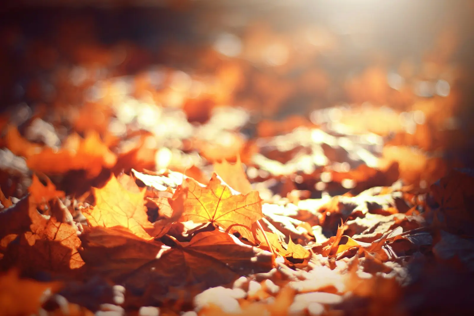 Fallen maple leaves glowing in low autumn sun