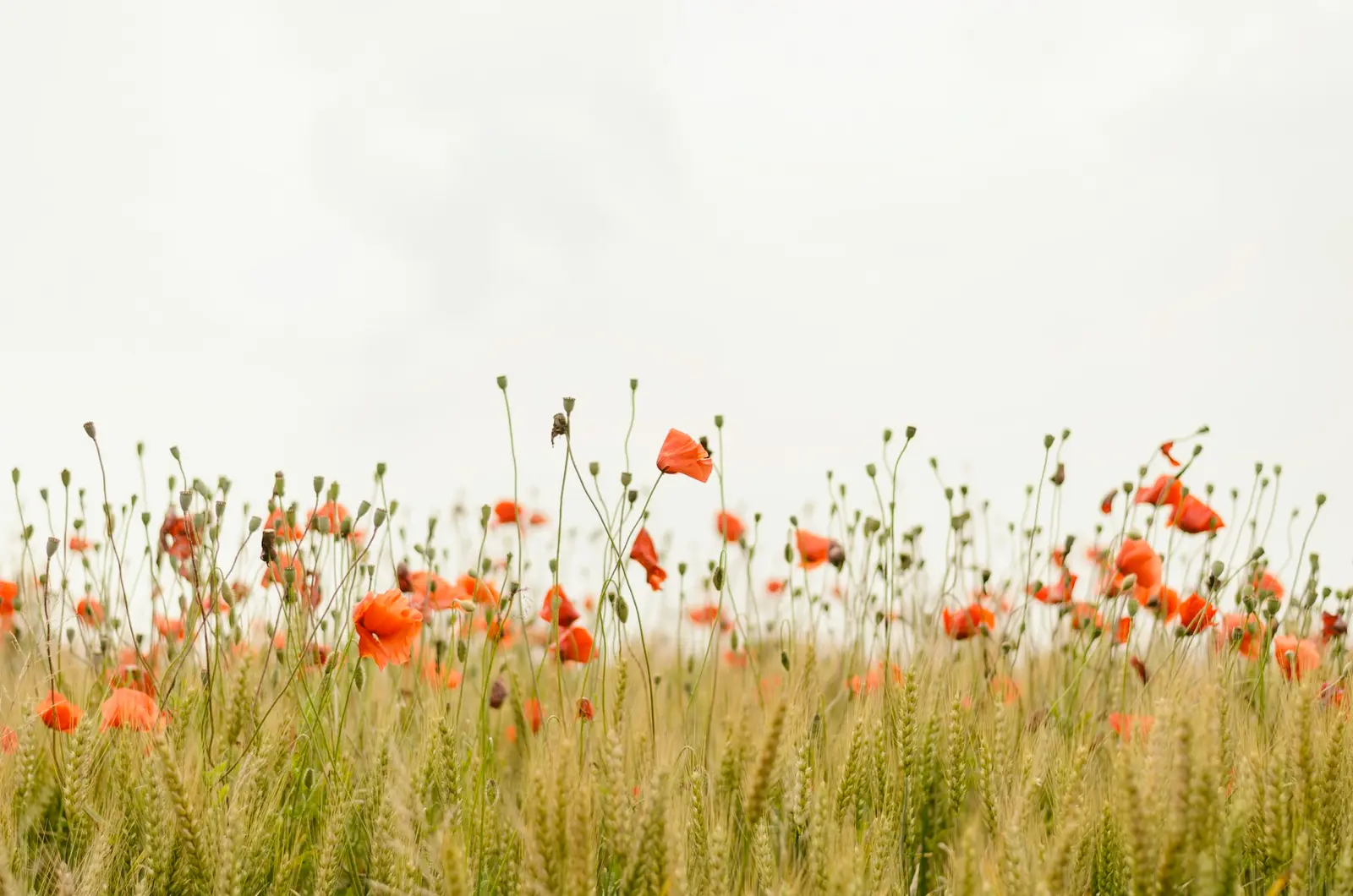 Poppies scattered through a pale spring meadow