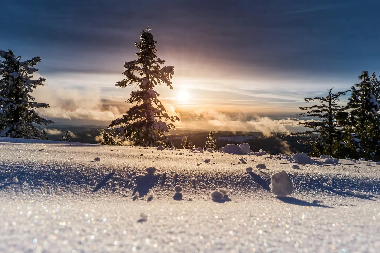 Low winter sun over untouched snow and a lone fir
