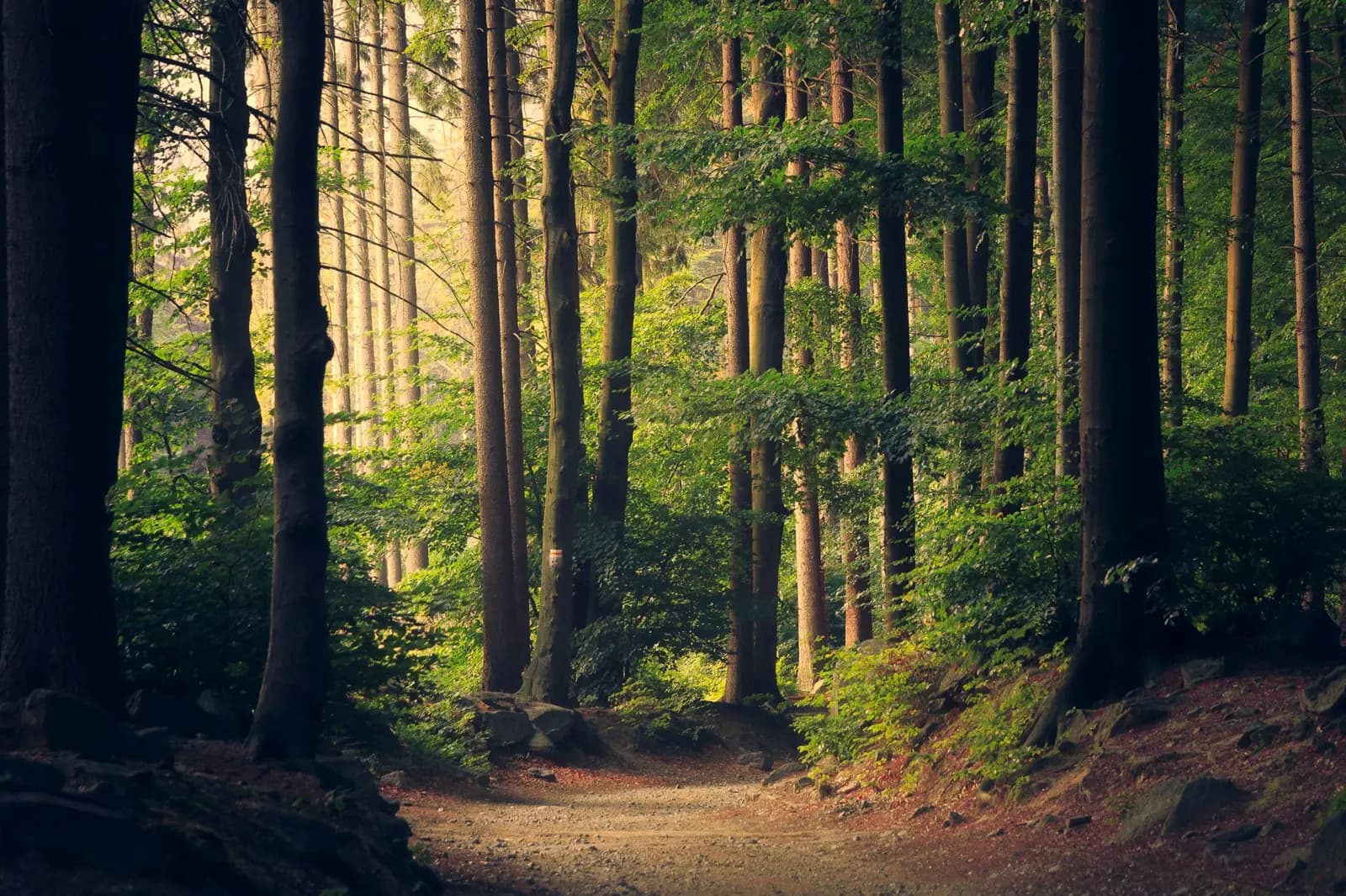 Sunlight breaking through a dense green forest above the valley