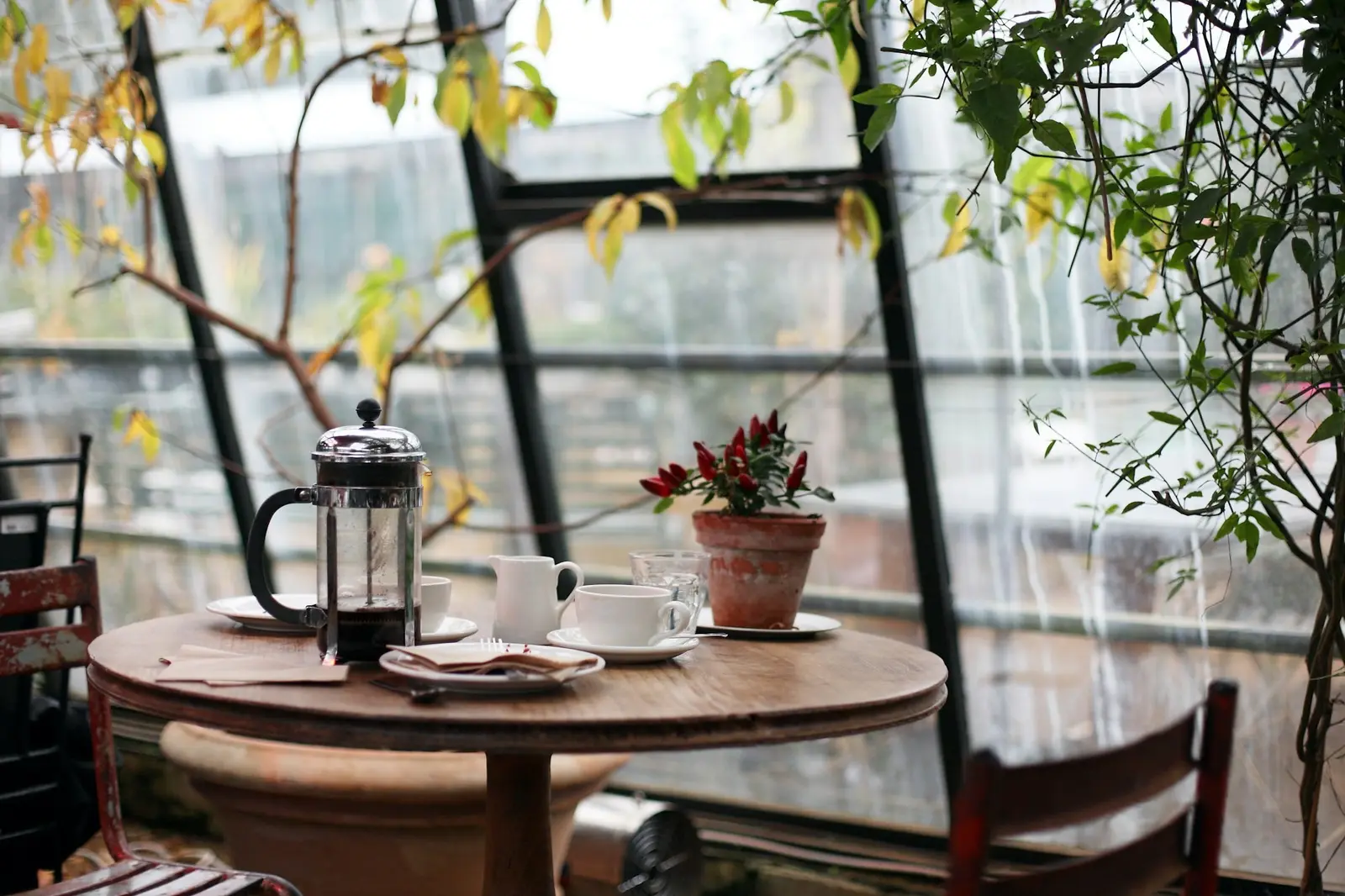Round wooden table with a french press and cups in a leafy glasshouse corner of the cafe