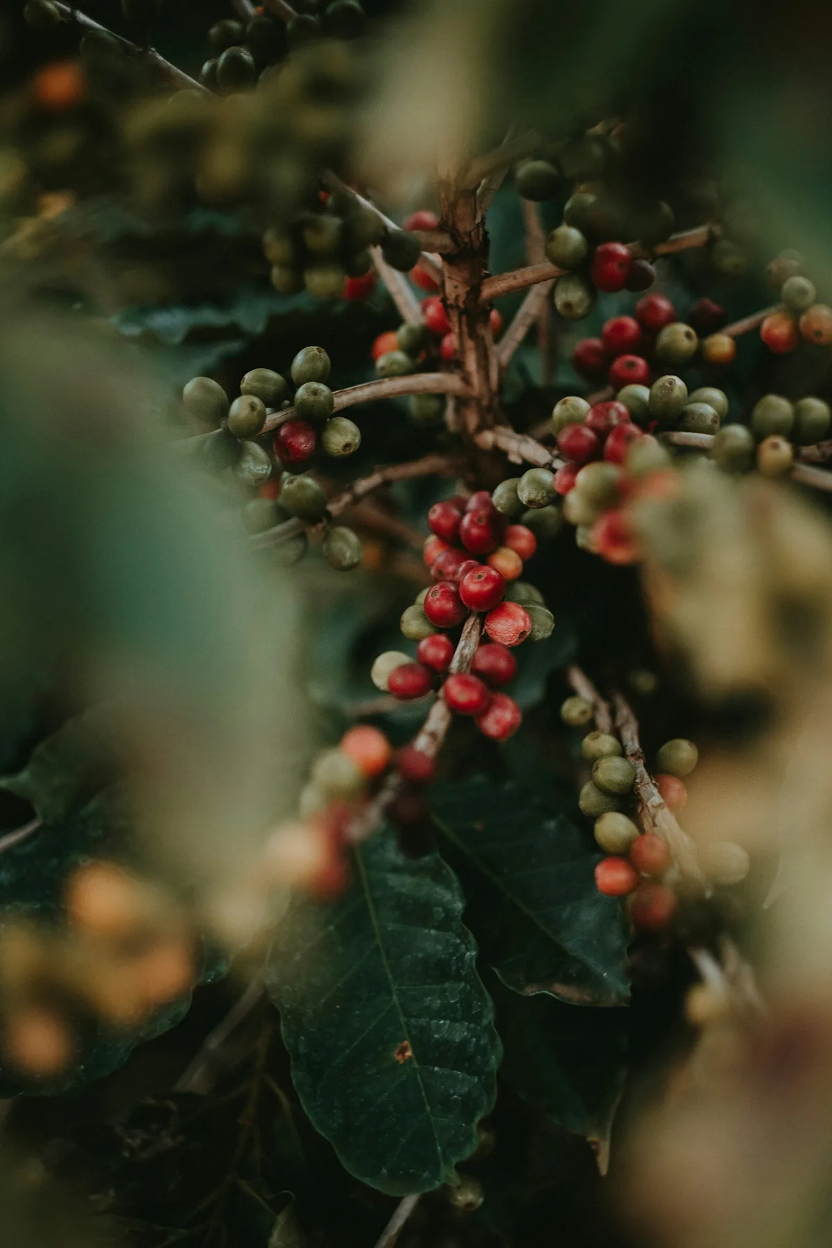 Ripe red and green coffee cherries on the branch