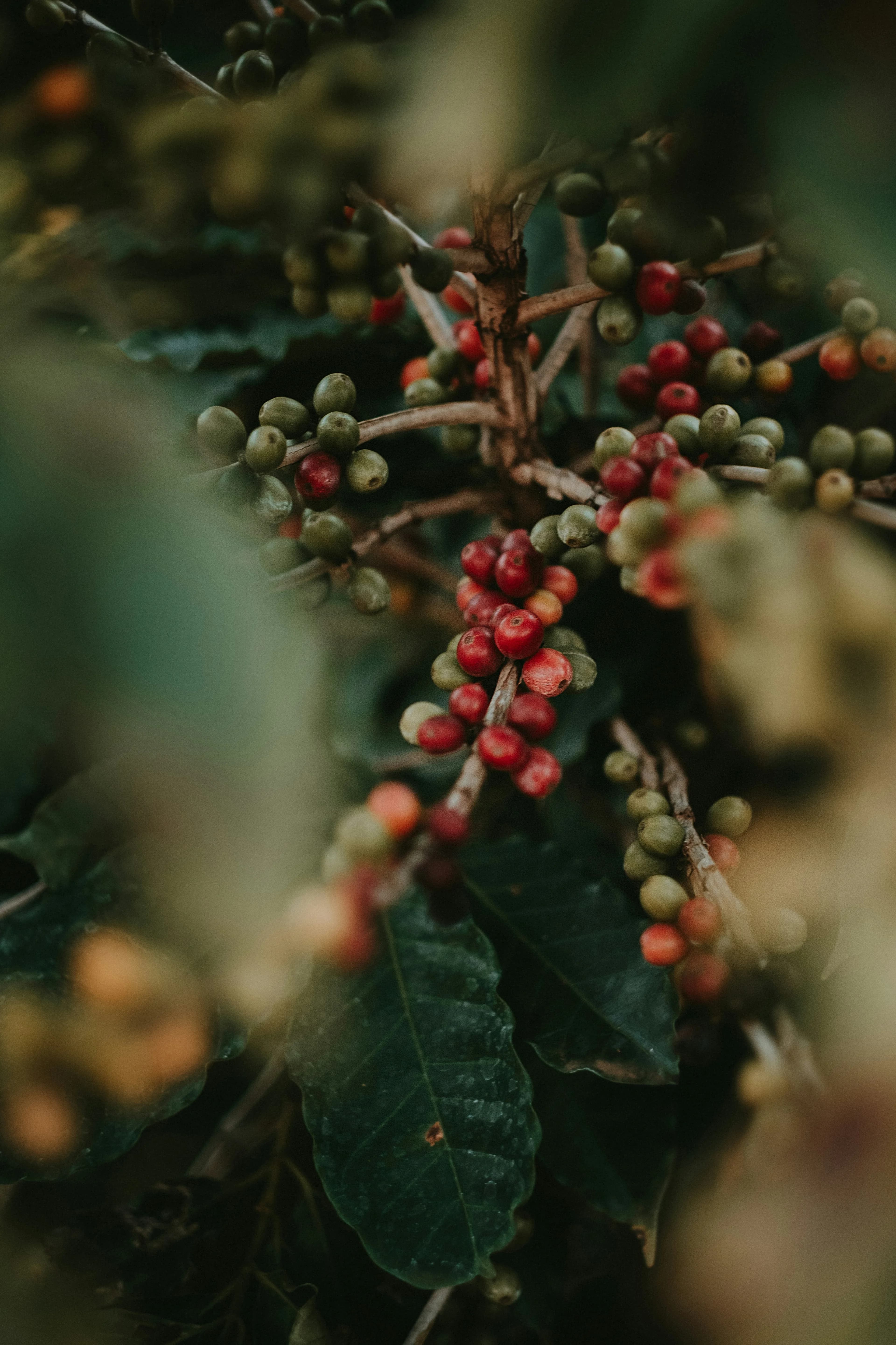 Ripe red and unripe green coffee cherries on the branch of a coffee tree
