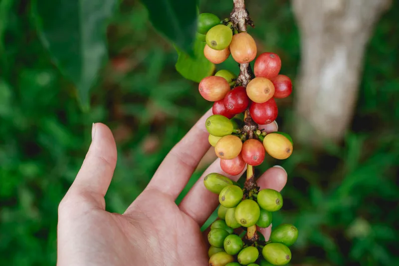 A hand steadying a branch heavy with ripening coffee cherries
