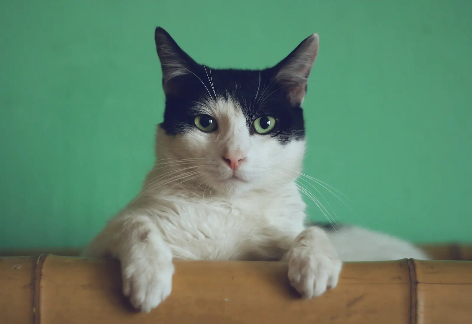 A black-and-white house cat resting its paws on a wooden rail
