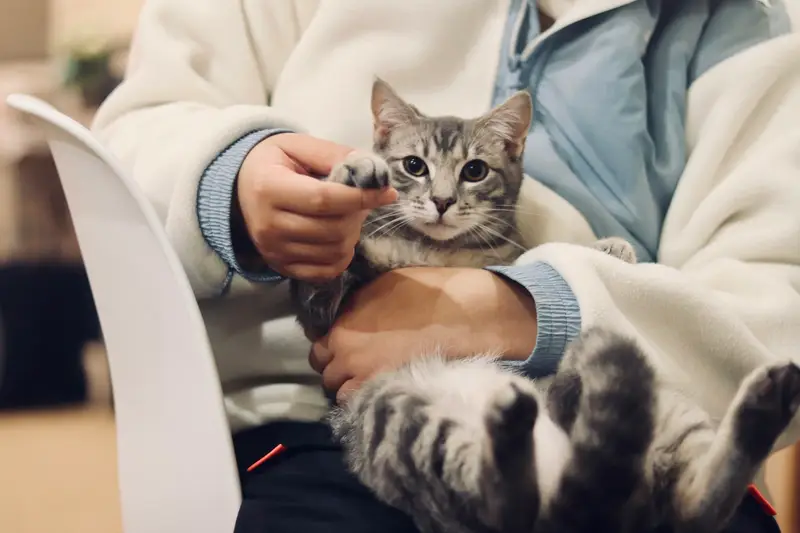 A grey tabby cat held gently in someone's lap