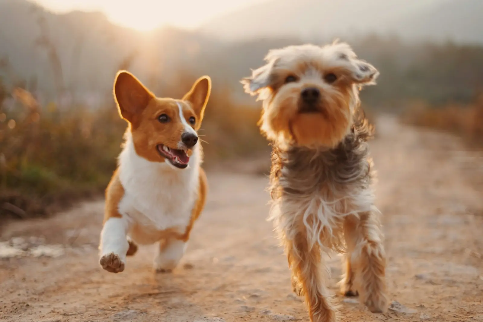 Two dogs trotting up a dirt ranch road in warm evening light