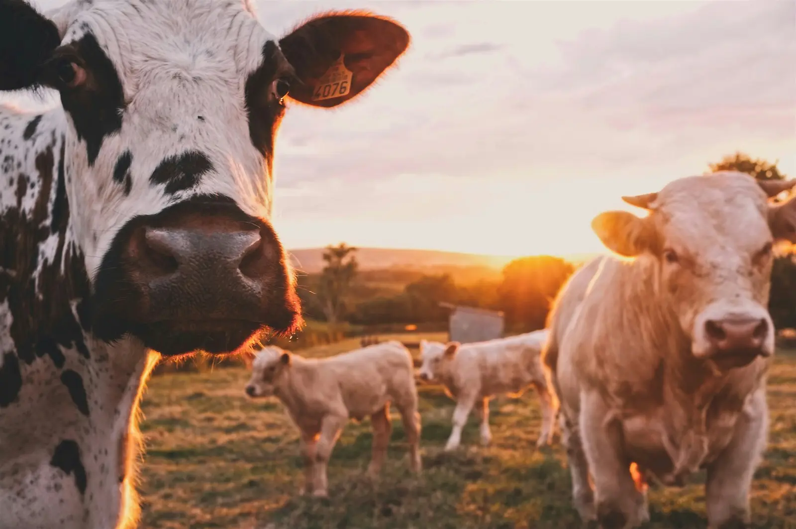 Cattle in an open pasture at golden hour, one wearing a numbered ear tag