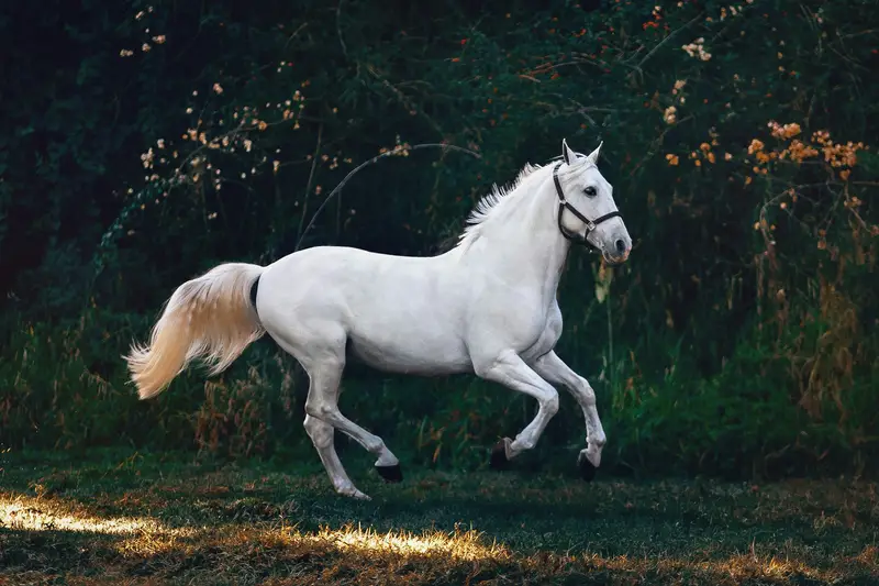 A white horse in motion in front of dark green brush