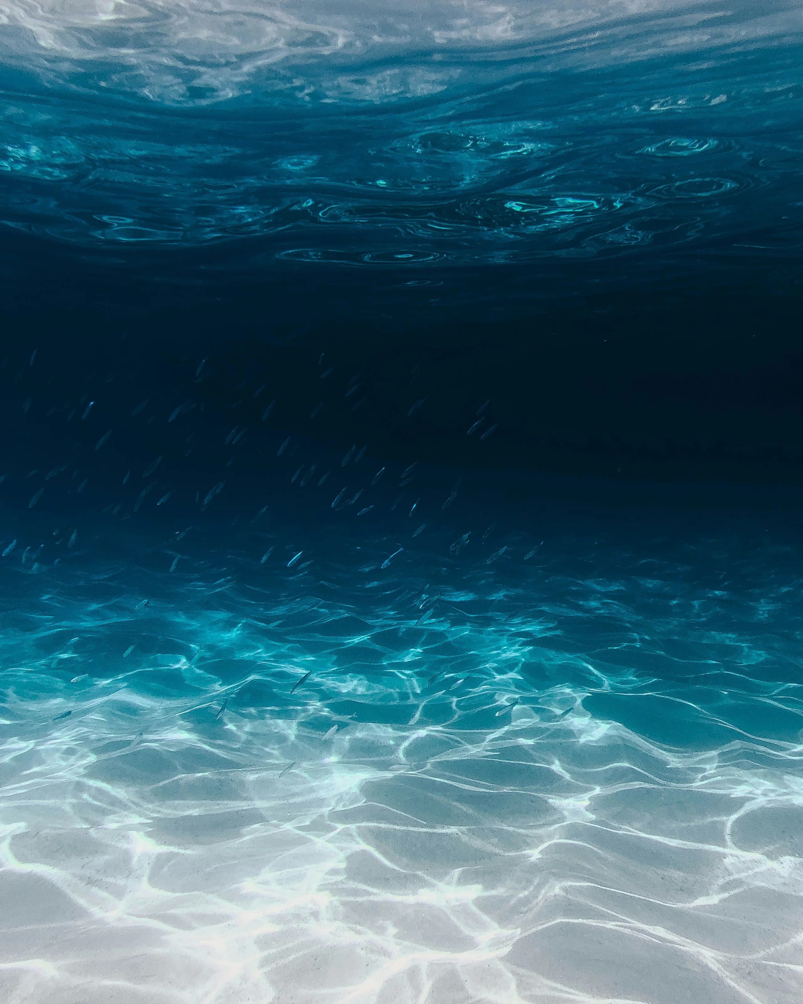 Looking up through clear water towards the surface over a pale rippled sand bottom